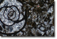 Multicellular foraminifera